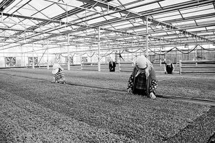 高台县绿洋农业新技术开发员工在育苗温室内打理蔬菜秧苗